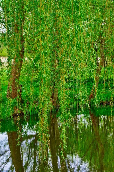 Висячі над водою гілки верби з зеленим листям — стокове фото