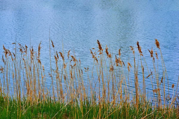 Stalks of dry yellow grass on the background of water — Stock Photo, Image