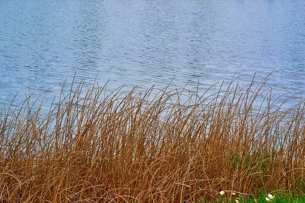 Stalks of dry yellow grass on the background of water — Stock Photo, Image