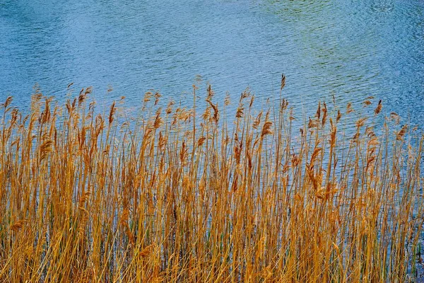 Stalks of dry yellow grass on the background of water — Stock Photo, Image