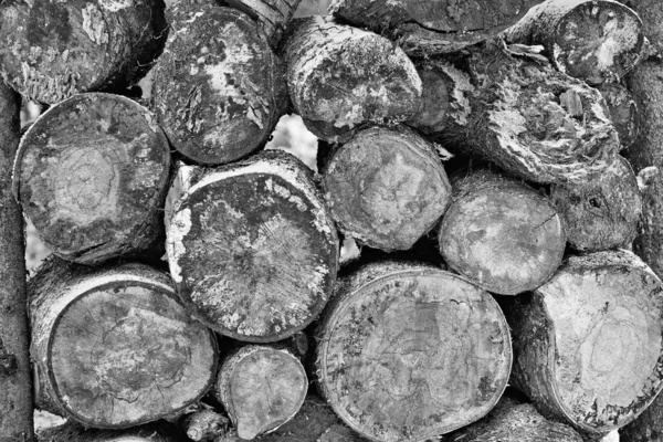 Texture Closeup Cross Slices Ends Logs Piled Together Monochrome Tone — Stock Photo, Image