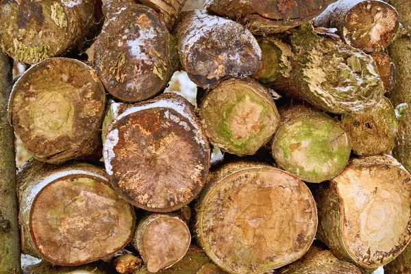 Texture Cross Slices Ends Logs Piled Together Closeup — Stock Photo, Image