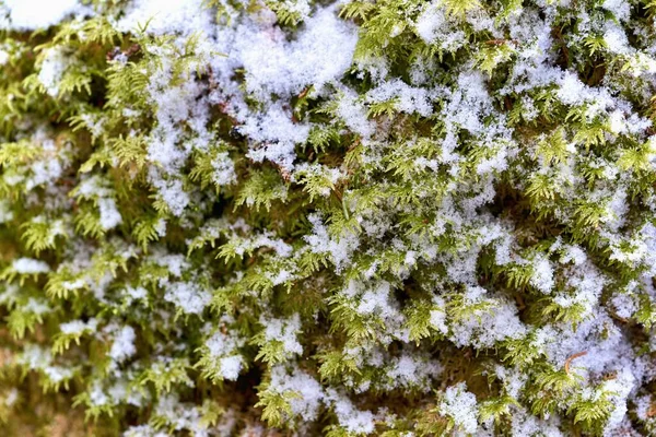 Couverture Neige Blanche Sur Les Branches Vertes Genévrier Pour Fond — Photo