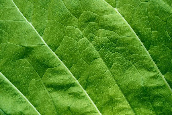 Abstrato Textura Folha Verde Com Estrias Veias Close Para Fundo — Fotografia de Stock