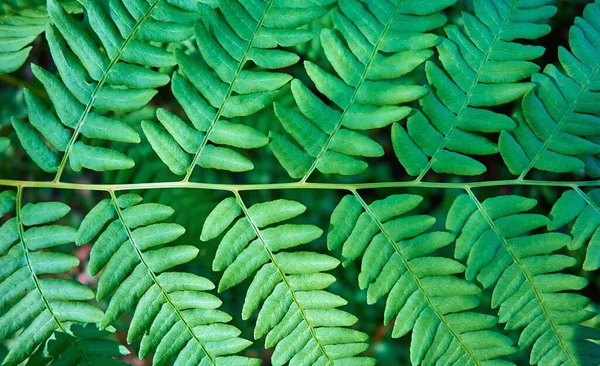 Abstract Texted Green Fern Leaf Closeup Natural Background Wallpaper — Stock Photo, Image