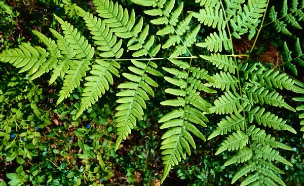 草やブルーベリーの背景がぼんやりと茂る森の大きな緑のシートが — ストック写真