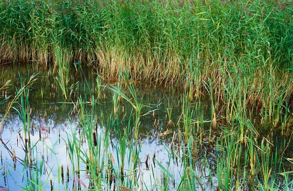 Marsh Landscape Lake Pond Reed Thickets Natural Grass Background Water — Stock Photo, Image