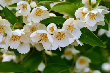 Çiçekli yasemin dalında beyaz çiçekler. Yaklaş.