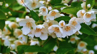 Çiçekli yasemin dalında beyaz çiçekler. Yaklaş.
