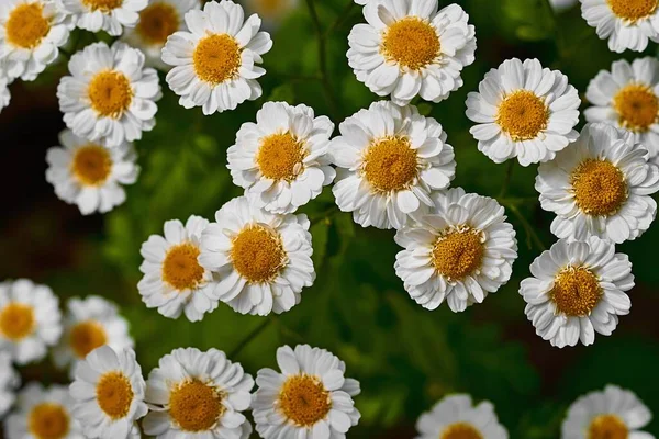 Muchas Flores Pequeñas Manzanilla Blanca Primer Plano Sobre Fondo Verde — Foto de Stock