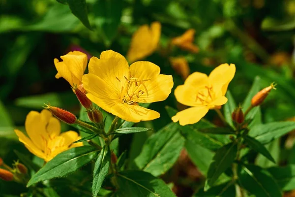 Κίτρινο Λουλούδι Enotera Closeup Έναντι Των Πράσινων Φύλλων Royalty Free Εικόνες Αρχείου