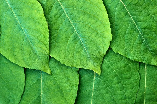 Closeup Texture Several Tree Leaves Natural Background Green Computer Desktop — Stock Photo, Image