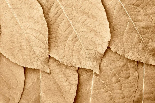 Una Trama Primo Piano Diverse Foglie Albero Uno Sfondo Naturale — Foto Stock