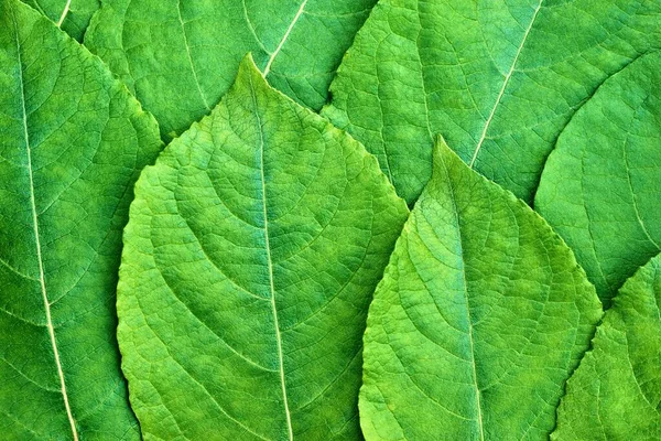 Close Texture Green Tree Leaves Natural Background Computer Desktop Wallpaper — Stock Photo, Image