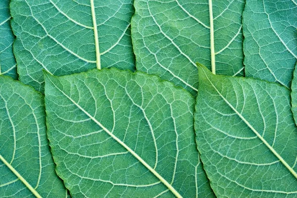 Una Trama Primo Piano Foglie Albero Verde Uno Sfondo Naturale — Foto Stock