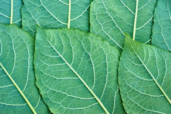 Close Texture Several Tree Leaves Natural Background Green Computer Desktop — Stock Photo, Image