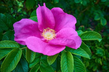 Yaban gülünün güzel çiçeği ya da yeşil yaprakların arka planına yakın bir gül çiçeği.