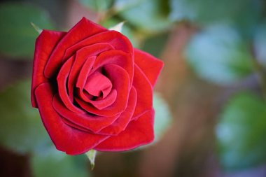 Yeşil yapraklı, bulanık bir arka planda güzel kırmızı bir gül.