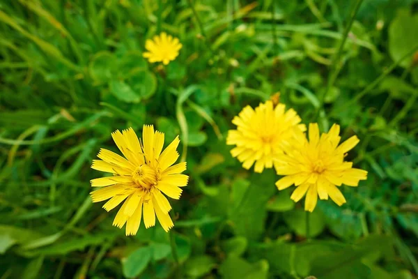 Fleurs Sauvages Jaune Prairie Sur Herbe Verte Gros Plan — Photo