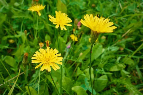 Fleurs Sauvages Jaune Prairie Sur Herbe Verte Gros Plan — Photo