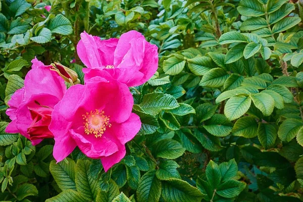 Beautiful Flower Wild Rose Rosehip Close Background Green Leaves — Stock Photo, Image