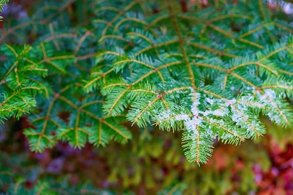 Green Coniferous Branches Close Ice White Snow Blurred Background — Stock Photo, Image