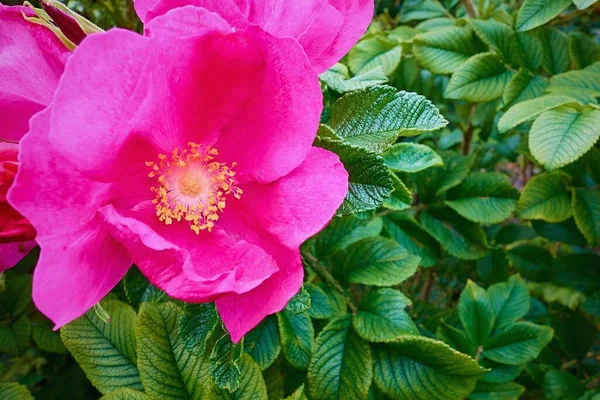 Bela Flor Rosa Selvagem Rosa Mosqueta Close Contra Fundo Folhas Fotografia De Stock