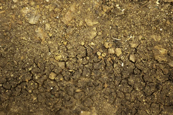Gleba Jest Susza Brak Obfitości — Zdjęcie stockowe