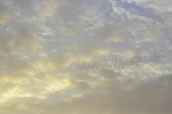 Blue Sky Very Clouded Birds Fly — Stock Photo, Image