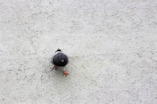 鸽子走在不锈钢地板上 — 图库照片