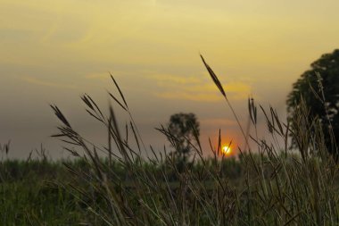 Çiçek otları, güneşin doğuşunun arka planına sahiptir.