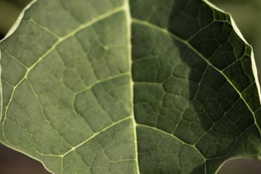 Yeşil yaprakların yakın çekim görüntüsü