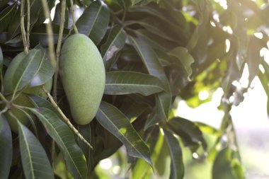 Ağaçta bir sürü yeşil mango var.