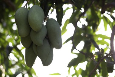 Ağaçta bir sürü yeşil mango var.