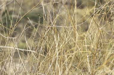 Arka plan Ölü çimenler kahverengileşti