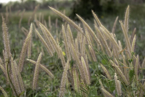 Campo hermoso hierba marrón flores en el verano —  Fotos de Stock