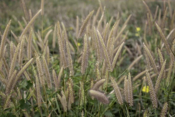 Campo hermoso hierba marrón flores en el verano —  Fotos de Stock