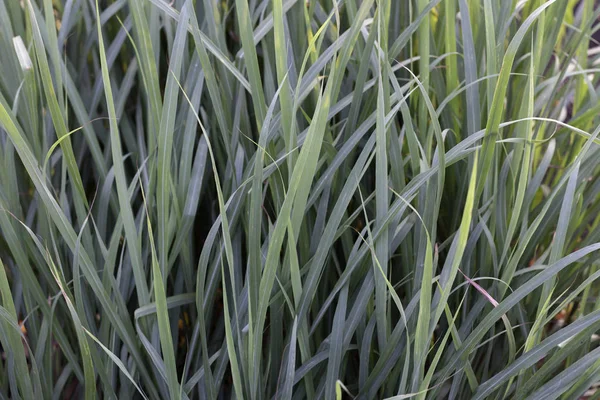 Många gröna citrongräs blad bakgrund — Stockfoto