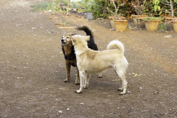 Cães brancos estão provocando com cães marrom-pretos — Fotografia de Stock