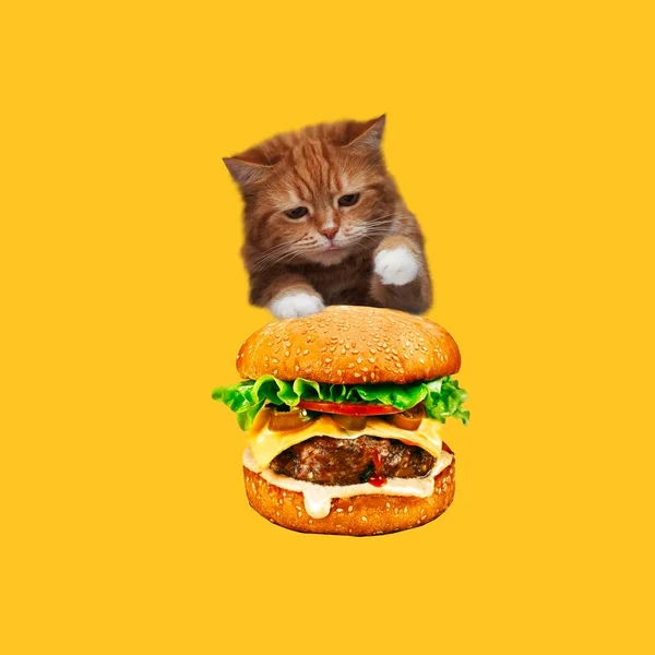 Kedi Gıda Çağdaş Sanat Kolaj Komik Fast Food Proje — Stok fotoğraf