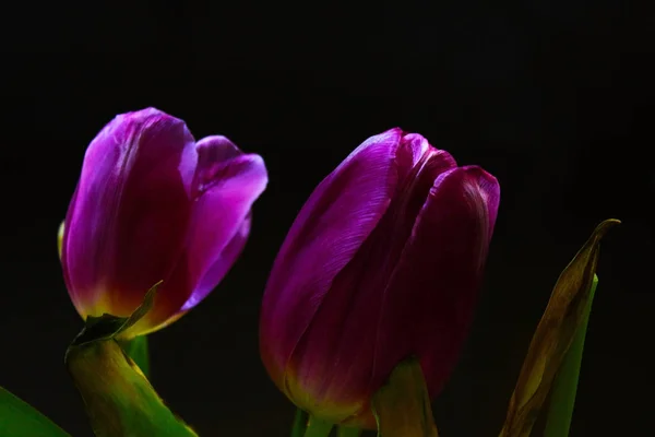 Tulipanes Morados Sobre Fondo Oscuro — Foto de Stock