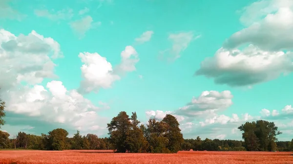 Modern psychedelic background using filters. Landscape with trees sky and field