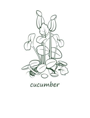 Mikroçimler. Düşük kalorili diyet ve sağlıklı beslenme. Mesaj at. Yakın plan. Taslak koyu yeşil, dolgu beyaz. Arka plan beyaz. Tasarım elemanı. Vektör illüstrasyonu.