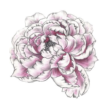 Pembe şakayık çiçeği, beyaz arka planda izole edilmiş. Davetiyeler, kumaşlar, baskı, paketleme, kartpostallar, düğün tasarımı ve albüm için elverişli.