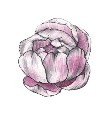 Pembe şakayık çiçeği, beyaz arka planda izole edilmiş. Davetiyeler, kumaşlar, baskı, paketleme, kartpostallar, düğün tasarımı ve albüm için elverişli.