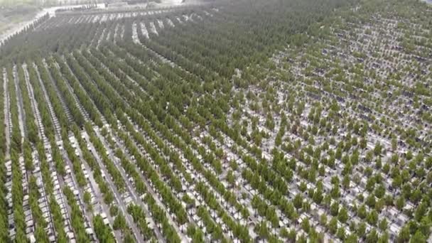 Guangzhou China Imagens Aéreas Drones Cemitério Chinês Com Lápides — Vídeo de Stock