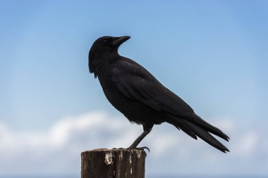 Big Sur, Kaliforniya, ABD Pasifik Okyanusu'nda yanındaki ahşap direğe karga tünemiş.