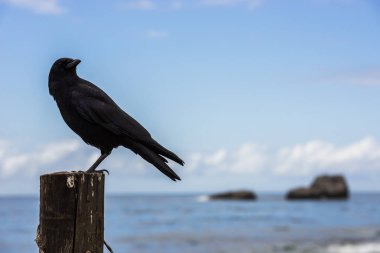 Big Sur, Kaliforniya, ABD Pasifik Okyanusu'nda yanındaki ahşap direğe karga tünemiş.