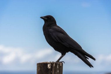 Big Sur, Kaliforniya, ABD Pasifik Okyanusu'nda yanındaki ahşap direğe karga tünemiş.