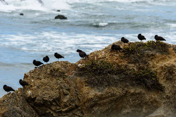 Черные птицы отдыхают на скале, Сан-Симеон, Калифорния, США — стоковое фото